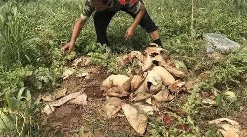 康县老头吃瓜事件,一场引发社会关注的网络风波  第3张